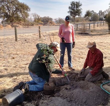 Planting the Valley Oak Tree - Cory, Meg and John
